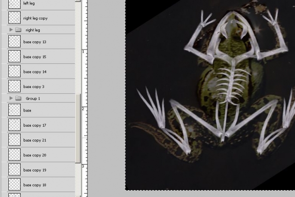 Creation of Frog X-ray: Step 8